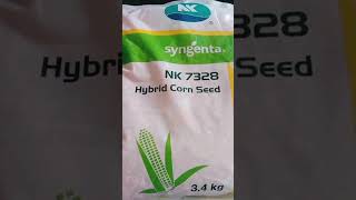 syngenta makka। NK7328 makka। hybrid corn seeds।sorts agriculture farming [upl. by Florinda]