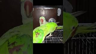 Parrots Super Fight Parrot Bird TalkingParrot Parakeet Alexandrine [upl. by Ainoval]