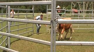 Welsh Corgi quotJackiequot herding cattle Part 2 [upl. by Josephson]