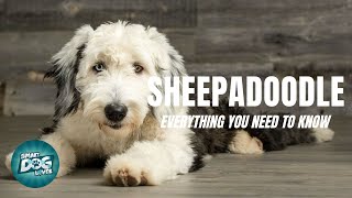 Sheepadoodle Dog Breed Guide  Dogs 101  Sheepadoodle [upl. by Flagler]