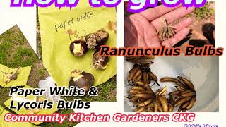 How to plant Ranunculus Paper White Lycoris Flowering Bulbs at Home 🏠 Gardening 🧑‍🌾 [upl. by Adiraf]