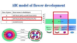 ABC model for flower developmentArabidopsis thaliana [upl. by Marlette]