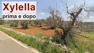 Xylella in Puglia il paesaggio prima e dopo [upl. by Leoy]