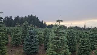 Christmas tree farm part 2 [upl. by Kabob]