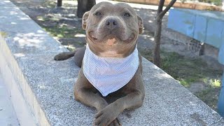 This Smiling Pitbull Dog Will Melt Your Heart 🤣 [upl. by Zaragoza871]