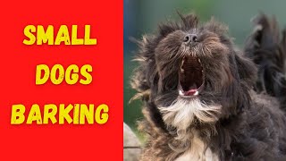 SMALL DOGS BARKING Sound Effects High Quality [upl. by Alda]