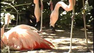 Flamingos Mating [upl. by Leelah]