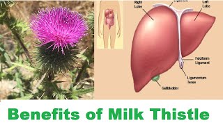 Health Benefits of Milk Thistle Silybum marianum जडिवुटिहरुको राजाLiver Tonic Medicinal herbs [upl. by Weider]