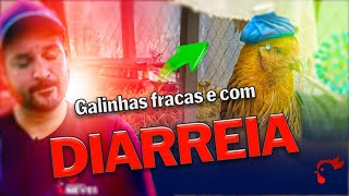 Galinhas fracas sem apetite depenadas e com diarreria SAIBA O QUE É  Coccidiose e Salmonelose [upl. by Hinckley]