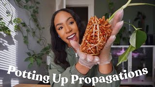 Potting Up Propagations  philodendron alocasia monstera etc 🌱🫶🏽 [upl. by Lanna]