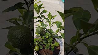 Sweet lime bonsai Citrus Limetta terracegardening nature bonsai motivationsweetlime [upl. by Sirovat32]