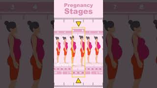 Pregnancy Timeline Week by Week pregnancy motivation funny [upl. by Worth]