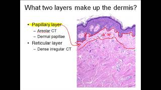 Dermis [upl. by Mauralia]