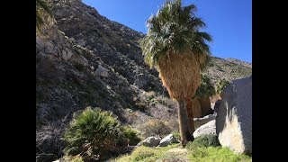 Washingtonia filifera California fan palm [upl. by Caraviello]