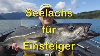 Seelachs Köhler für Einsteiger [upl. by Bowrah]