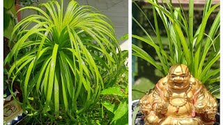 Ponytail Palm PropagationHarvesting Baby From Nolina Palm Caudex EasilyDecoration With Nature42 [upl. by Aznecniv]