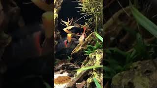 Papageienplaty aquarium aquaristik aquascape [upl. by Rugen]