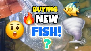 I BOUGHT NEW FISH For 800 GAL Pond amp GROWOUT AQUARIUM 🐟 🐠 💦 [upl. by Icrad]