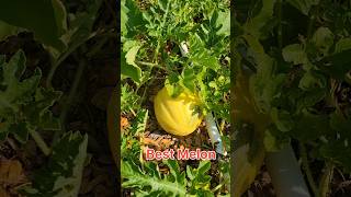 Harvesting Cantaloupe Taste Testing gardening harvestingmelons organicgardening [upl. by Comras]