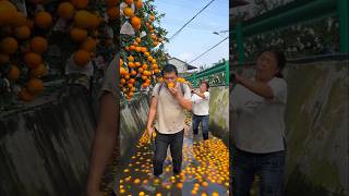 Poor Orange Seller 😞 shorts ytshorts orange [upl. by Asteria]