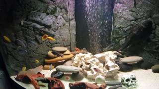 Juwel Trigon 350 Aquarium Malawi Cichlids [upl. by Cheyne]