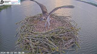 1R0 getting close to fledging from the Manton Bay nest [upl. by Kcirderfla]