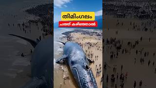 നീല തിമിംഗലം ചത്ത്‌ കഴിഞ്ഞാൽ bluewhalefacts malayalam shorts [upl. by Soutor930]