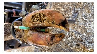 SHOCKING truth about cutting and trimming cow hoves many screws stuck in the hooves Ep5 [upl. by Olli685]