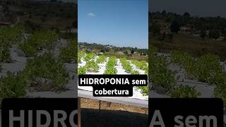 HIDROPONIA em campo aberto da certo horta hortaliças [upl. by Gibbon]