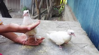 Baby pigeons feeding video [upl. by Akcimat]