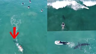 Great White Shark gets SURROUNDED by Surfers Surfers run Over Sharks and Have no Idea  4k [upl. by Chiou489]