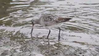 Bar tailed Godwit [upl. by Breh287]