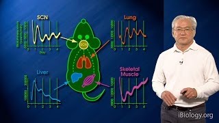 Joseph Takahashi UT SouthwesternHHMI Part 1B Circadian Clocks Clock Genes Cells and Circuits 2 [upl. by Aynik]