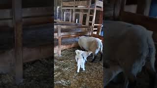 Texel sheep in Canada1 [upl. by Bourne]