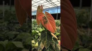 Philodendron melanochrysum pink variegation philodendron [upl. by Bock]