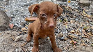 Rescue of a Scared Abandoned Puppy with a Broken Heart  a miracle came to it [upl. by Keligot]