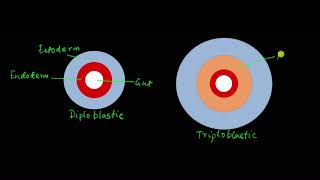 Classification of animals  Animal kingdom  Biology  Khan Academy [upl. by Tekla]