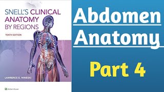 Snells Clinical Anatomy  Abdomen Gross Anatomy part 4  Anatomy Lecture [upl. by Redmer]