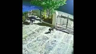 Mountain Lion Hunts Family Dog [upl. by Paola398]