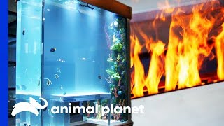 Fish Tank Combines Fire And Water In A Genius Way  Tanked [upl. by Benildas944]