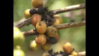 COFFEE  NEW COFFEE DISEASE THRETENS UGANDAS PRINCIPAL EXPORT [upl. by Berta]