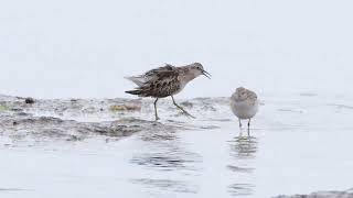 Sharp Tailed Sandpiper Display  Ricketts Point  20241109 [upl. by Nawaj]