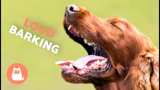 Dogs BARKING LOUD Compilation 🐶🔊 See How Your DOG REACTS [upl. by Bathsheeb]