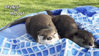 Otters Overcome With Grief at The Broken Pool Otter life Day 705 [upl. by Howard613]