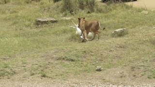 Serengeti Lion Kill [upl. by Elias783]