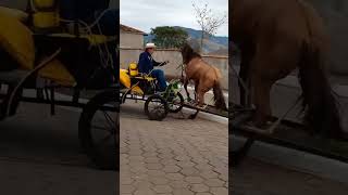 Aí deu ruim 😹😹 cavalo horse amorporcavalos cavalos amocavalos amocavalo fazenda [upl. by Carlee790]