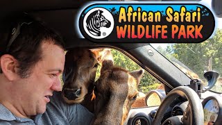 African Safari Wildlife Park Drive in Port Clinton Ohio [upl. by Romalda]