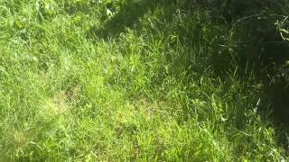 3 months old Siberian Husky playing on the garden [upl. by Laet]