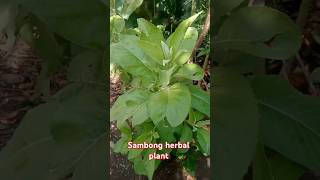 Sambong  herbal medicine shorts shortvideo Plants Farming Planting Sambongherbalplant [upl. by Rivalee664]