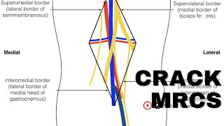 popliteal artery MRCS question solve [upl. by Vadnee]